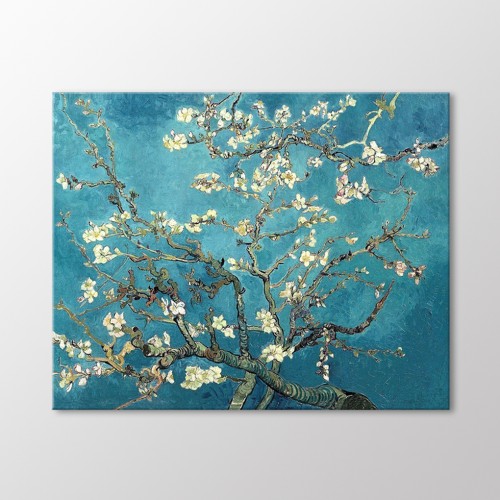 Badem Çiçeği Badem Çiçeği